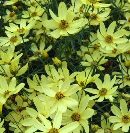 Coreopsis verticillata 'Moonbeam'