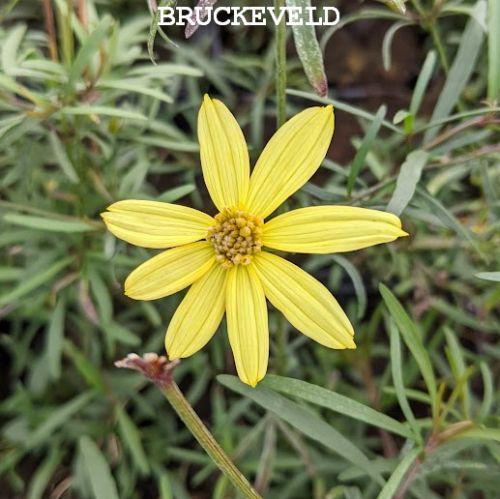 Coreopsis verticillata 'Moonbeam'