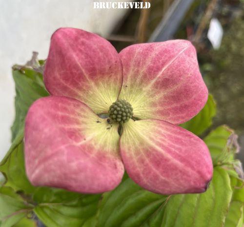 Cornus kousa 'Satomi'