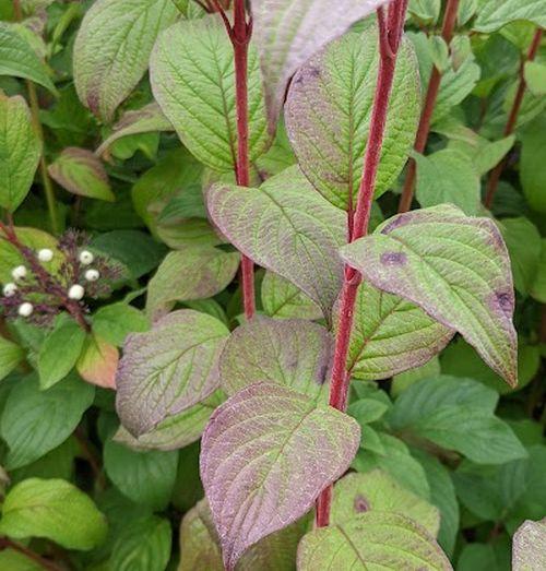 Cornus alba 'Sibirica'