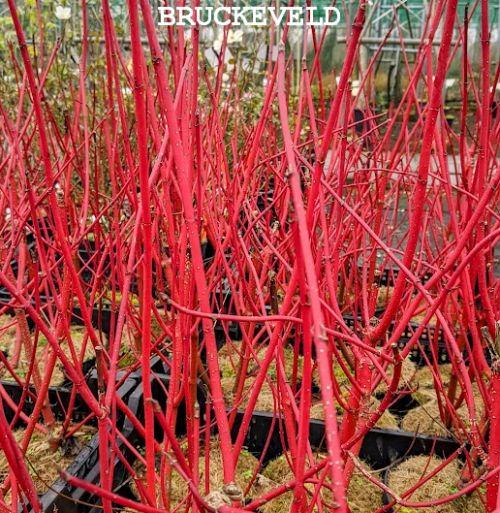 Cornus alba 'Sibirica'