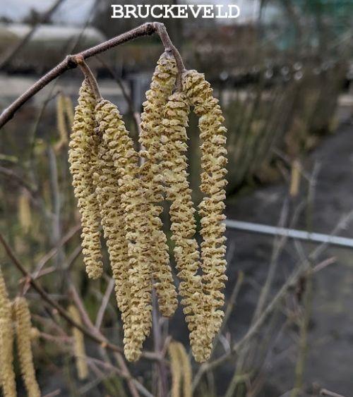 Corylus  'Webb's Prize Cob' HAZELNOOT