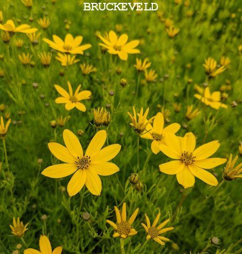 Coreopsis verticillata 'Zagreb