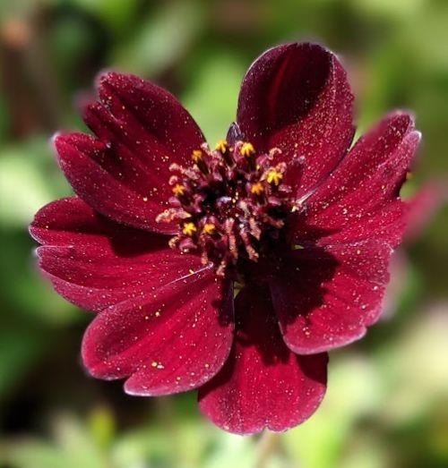 Cosmos atrosanguineus 'Black Magic'