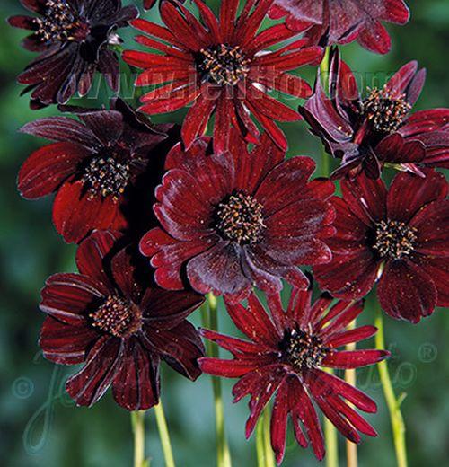 Cosmos atrosanguineus 'Black Magic'