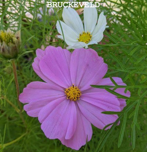 Cosmos bipinnatus 'Vega'