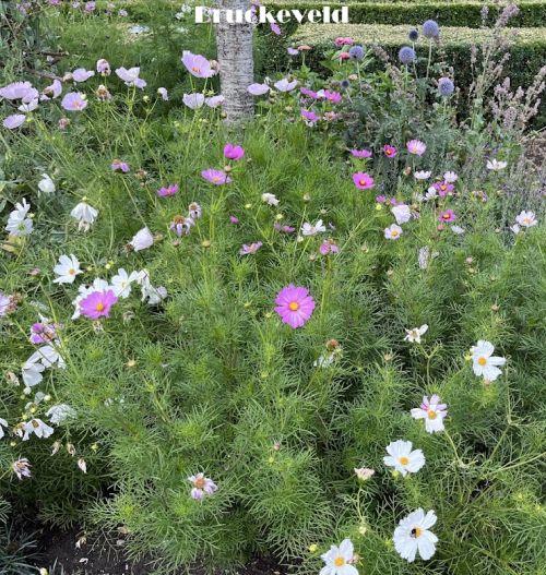 Cosmos bipinnatus 'Vega'