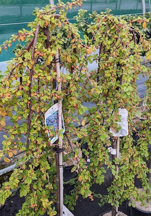 Cotoneaster dammeri  halfstam