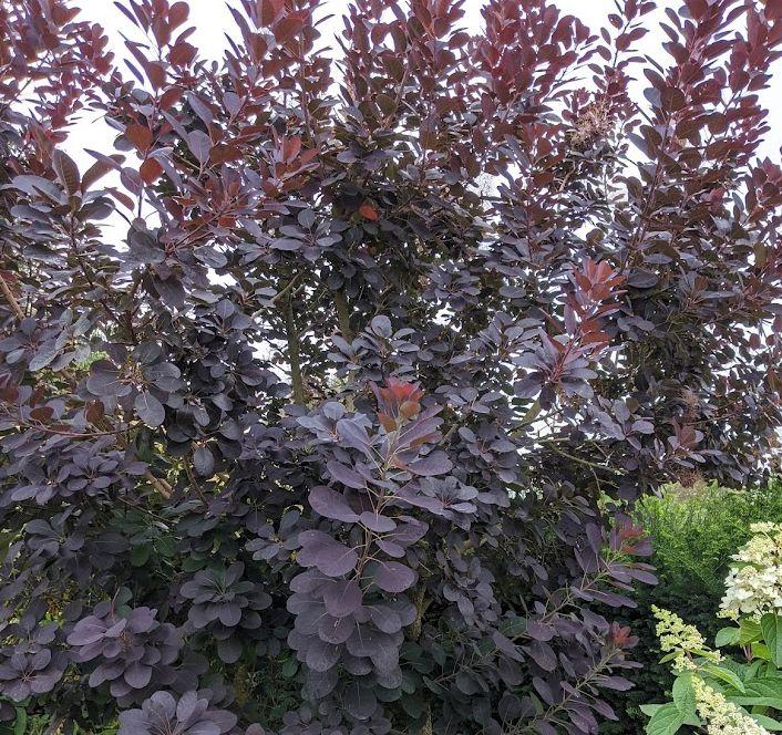 Cotinus cog. 'Royal Purple'
