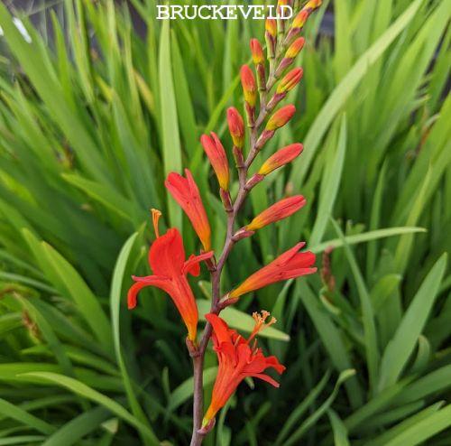 Crocosmia 'Carmine Brillant'