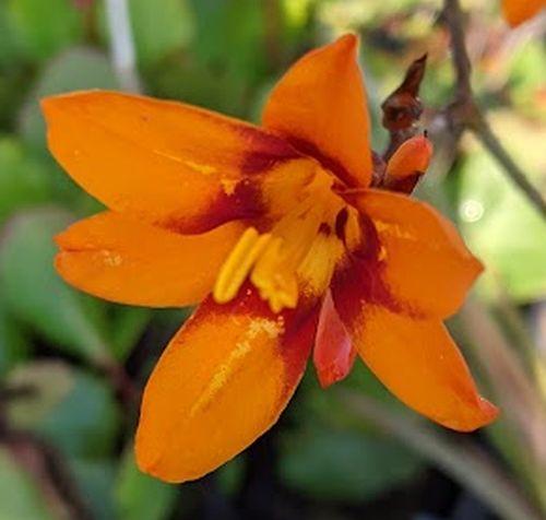 Crocosmia 'Emily Mc Kenzie'