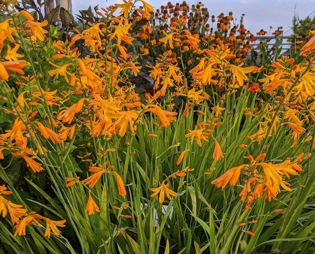 Crocosmia 'Georg Davidson'