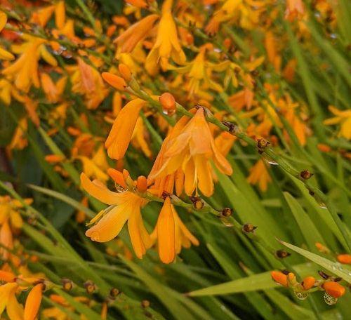Crocosmia 'Georg Davidson'