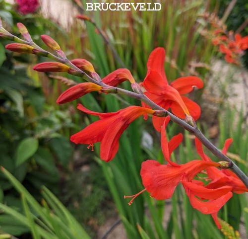 Crocosmia 'Lucifer'