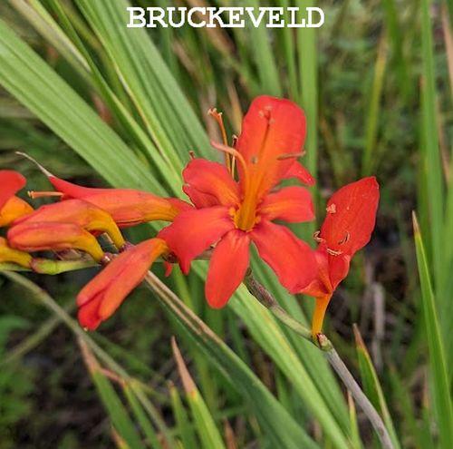 Crocosmia 'Mistral'