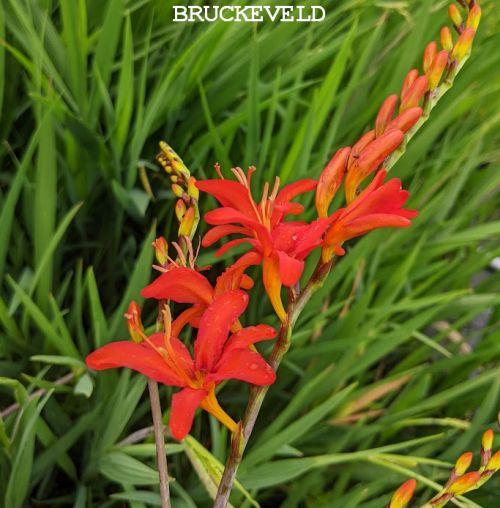 Crocosmia 'Mistral'