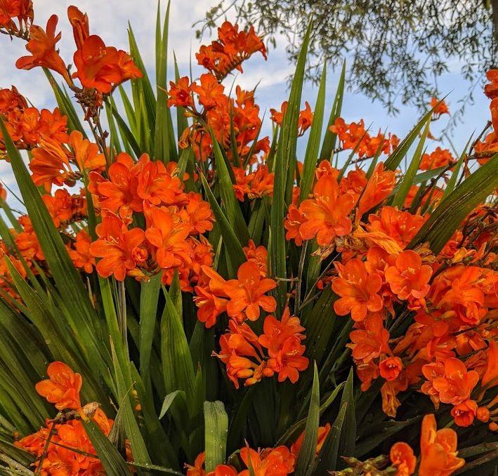 Crocosmia 'Okavango'