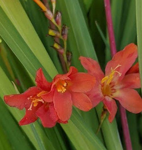 Crocosmia 'Princess'