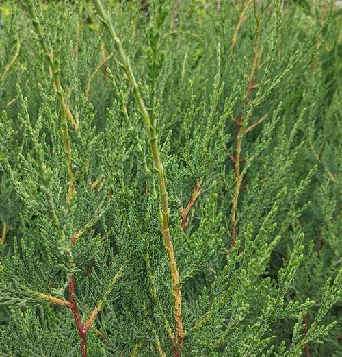 Cupressocyparis leylandii 2001