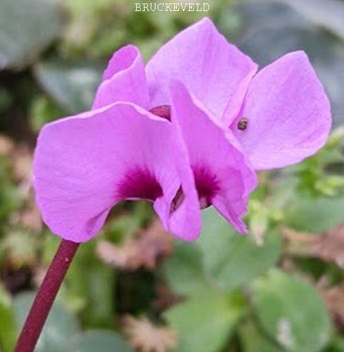 Cyclamen coum