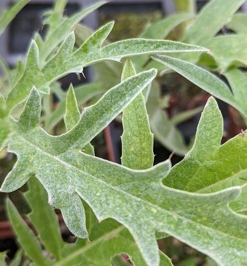 Cynara cardunculus kardoen