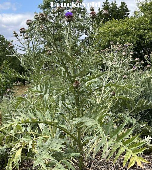 Cynara scolymus artisjok