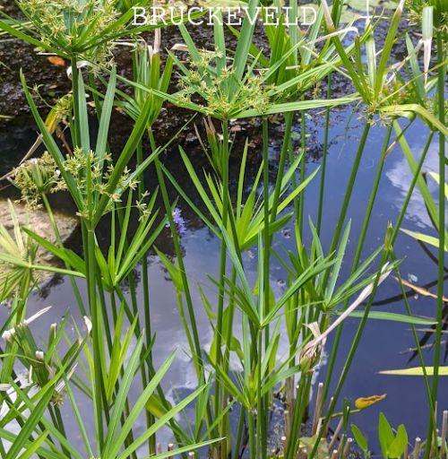 Cyperus alternifolius