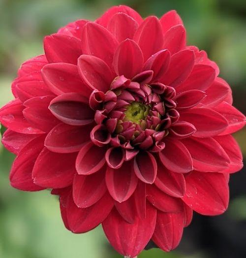 Dahlia 'Arabian Night'