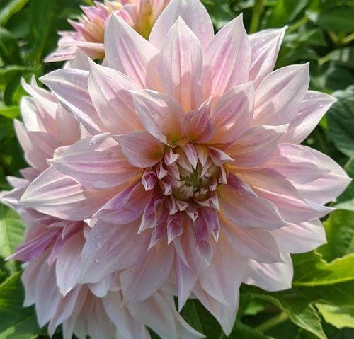 Dahlia 'Café au Lait'