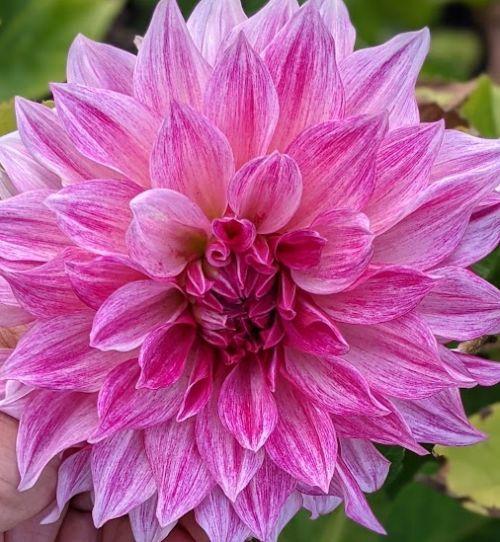 Dahlia 'Café au Lait Royal'