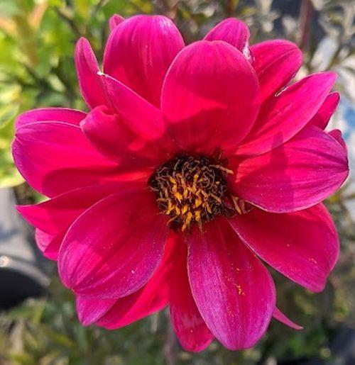 Dahlia 'Bishop of Canterbury'