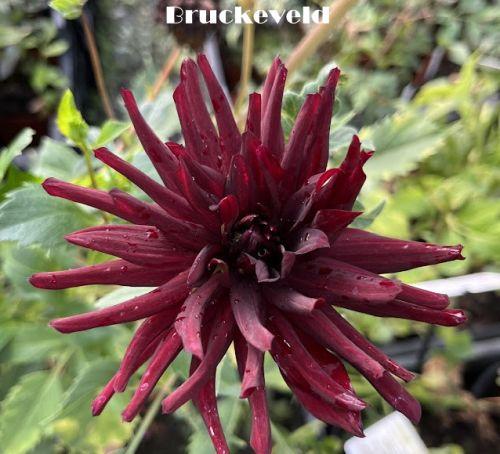 Dahlia 'Chat Noir'