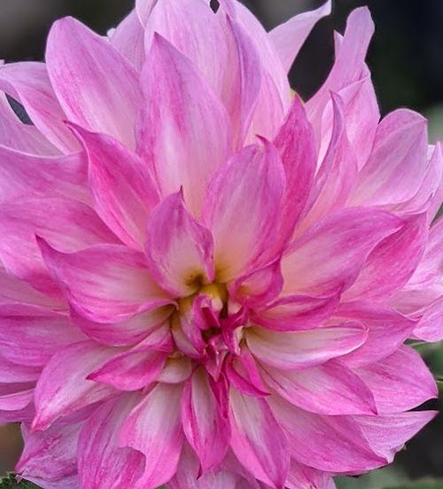 Dahlia 'Colorado Classic'