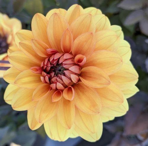 Dahlia 'David Howard'