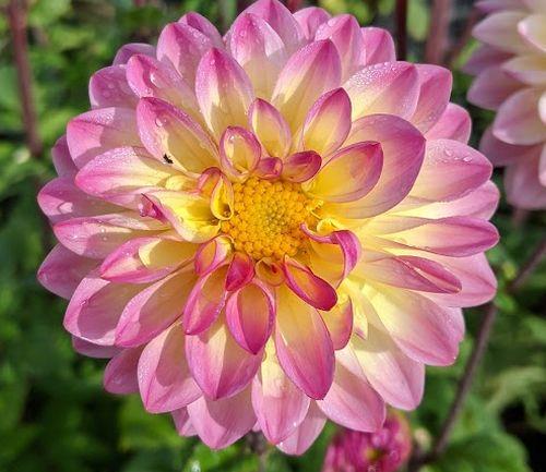 Dahlia 'El Paso'