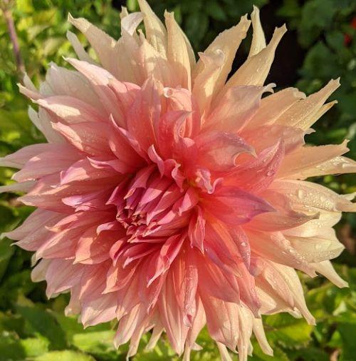 Dahlia 'Fairway Spur'