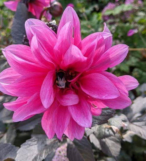 Dahlia 'Fascination'