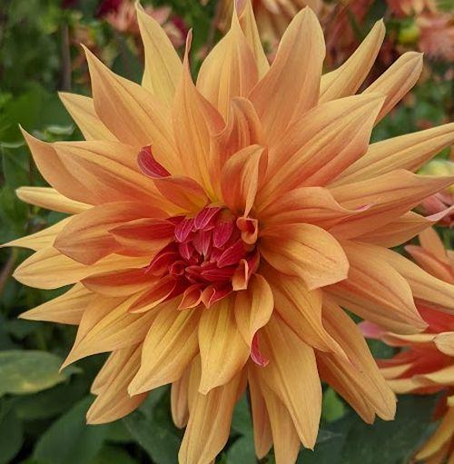 Dahlia 'French Cancan'