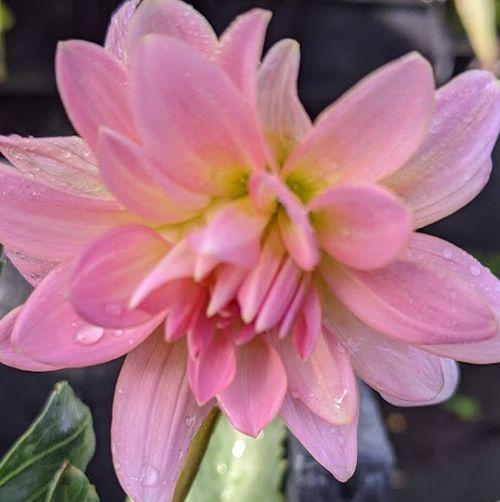 Dahlia 'Gerrie Hoek'