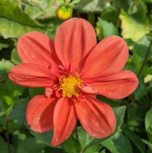 Dahlia 'G.F. Hemerik'