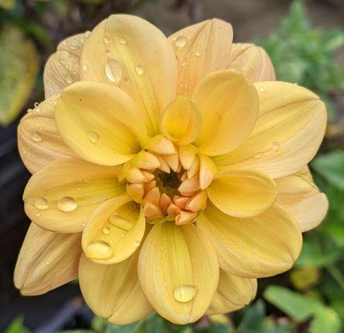 Dahlia 'Ginger Snap'