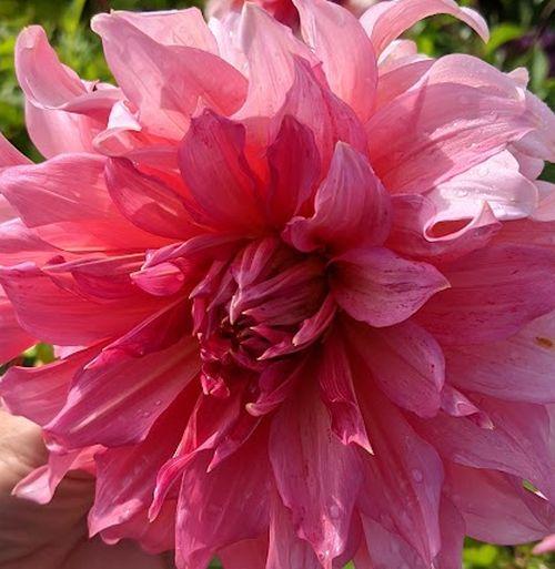 Dahlia 'Islander'
