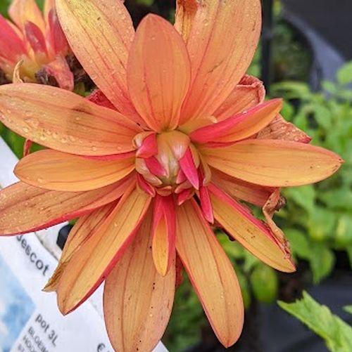 Dahlia 'Jescot Julie'