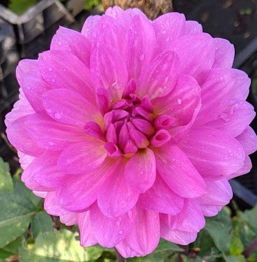 Dahlia 'Karma Lagoon'