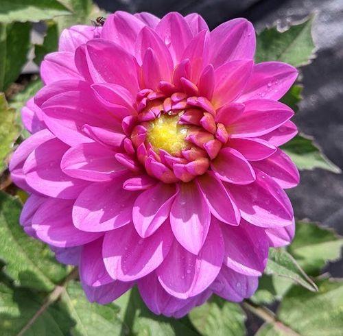 Dahlia 'Karma Lagoon'