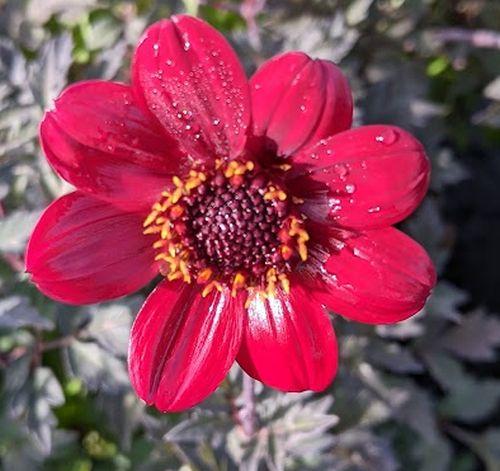 Dahlia 'Bishop of Llandaff'