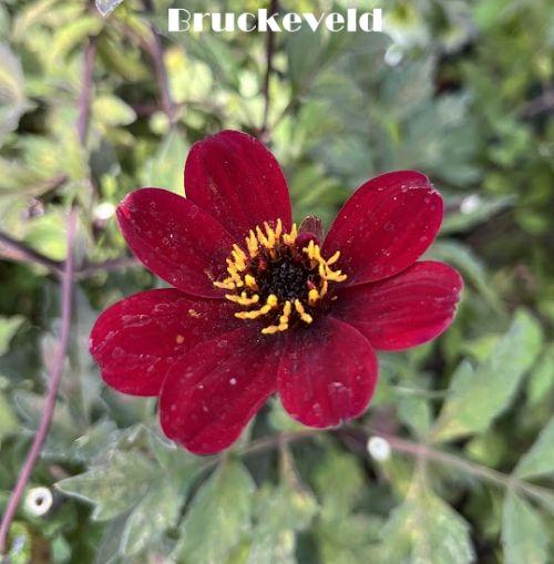 Dahlia 'Bishop of Llandaff'