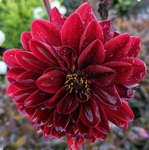 Dahlia 'Manoa'