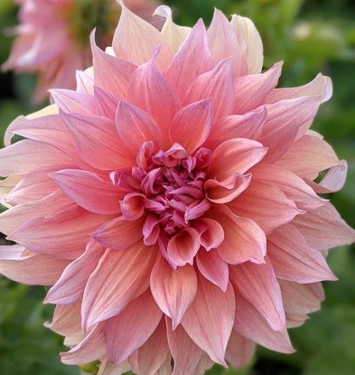 Dahlia 'Mango Madness'