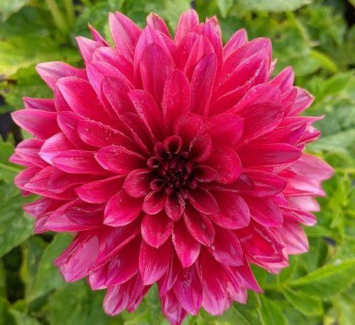 Dahlia 'Melody Mambo'